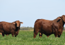 Grupo VILLANUEVA y MSD Salud Animal potencian su presencia en las NACIONALES 2026