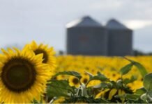 Girasol: Costos en alza y cosecha prácticamente terminada