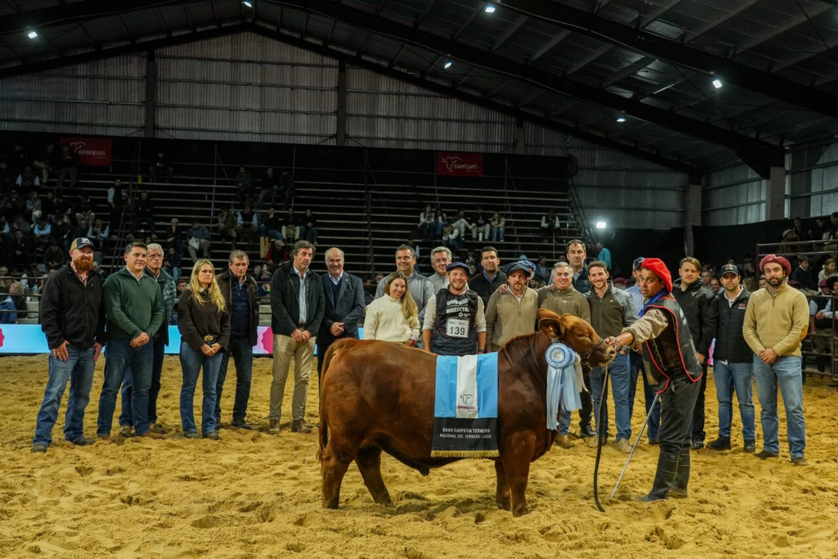La 20° Exposición Nacional del Ternero Brangus mostró el gran presente de la raza en nuestro país. Rincón del Oratorio y Don Pedro, las cabañas que se llevaron los premios más importantes.