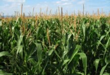 Chicharrita: El monitoreo es clave en las zonas endémicas