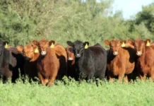 Cría: Cae el costo en kg de ternero