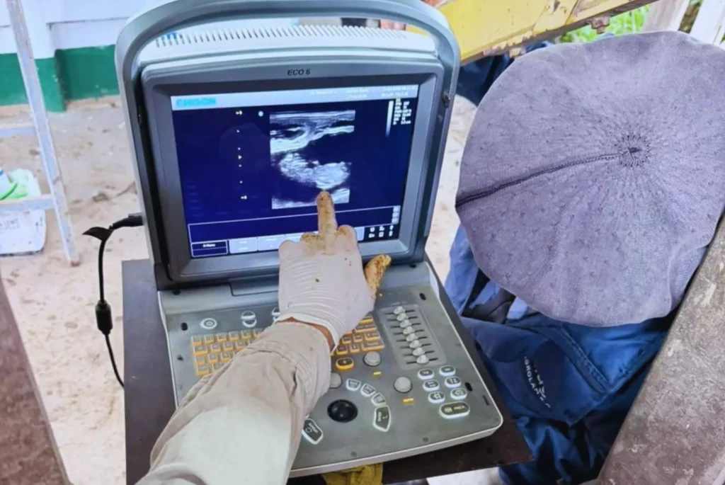 Un equipo de investigación del INTA Santiago del Estero desarrolló una herramienta para el manejo reproductivo bovino que permite realizar un diagnóstico híper-precoz del estado gestacional.