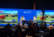 ROSGAN encendió la Semana Angus con 10.000 cabezas y precios firmes