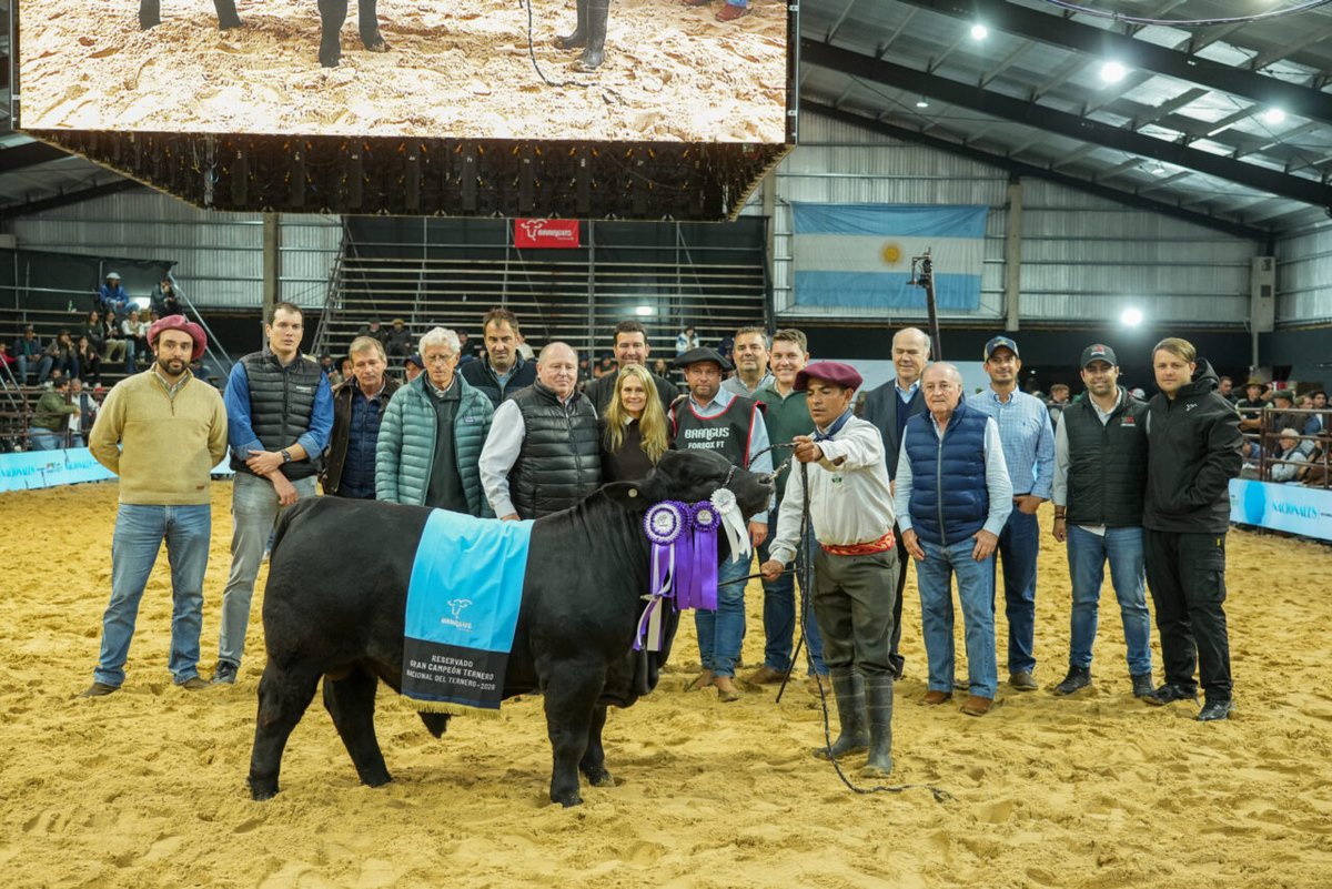 La 20° Exposición Nacional del Ternero Brangus mostró el gran presente de la raza en nuestro país. Rincón del Oratorio y Don Pedro, las cabañas que se llevaron los premios más importantes.