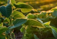 Soja: Un millón de hectáreas cosechadas en 7 días