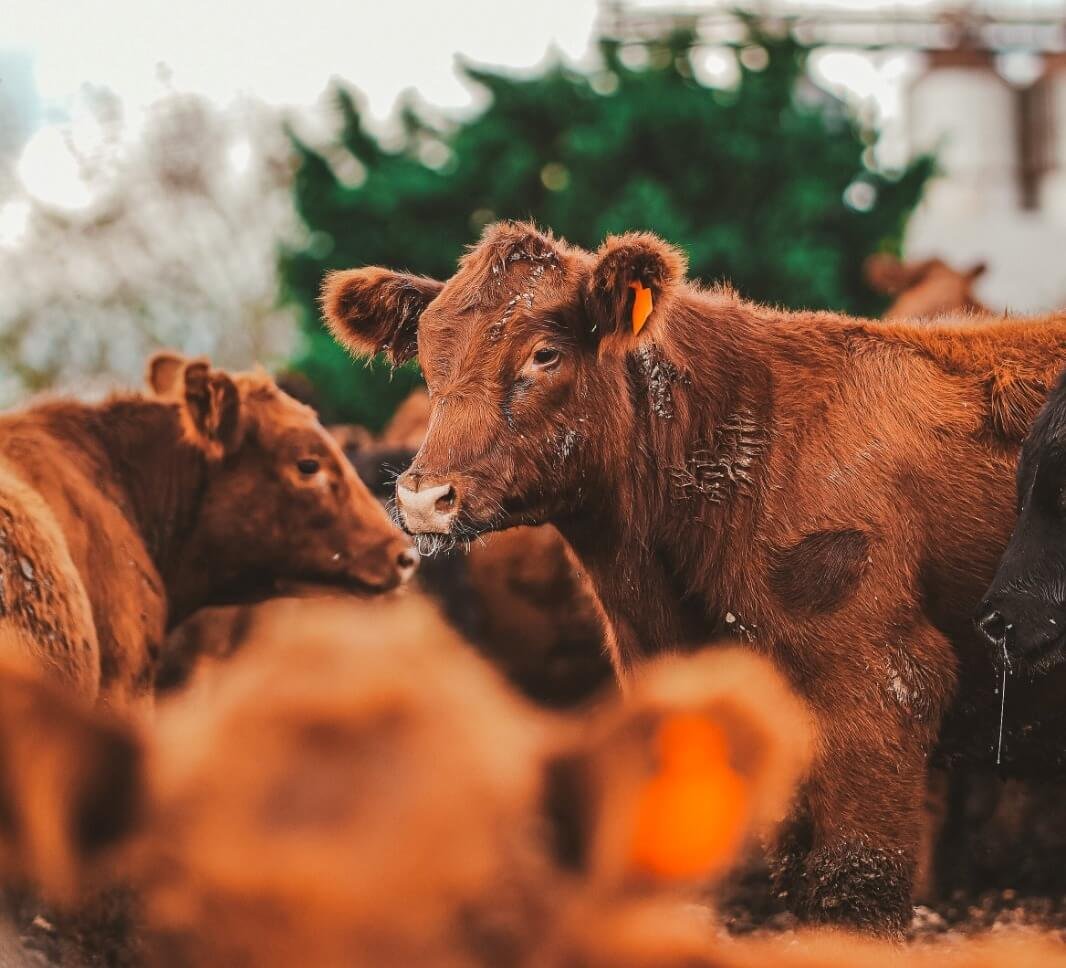 "Contar la historia" detrás de cada corte: una alianza quiere transformar la comercialización de carne 2 WhatsApp Image 2026 05 13 at 10.08.59 AM 3