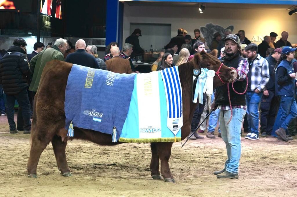 La Rubeta volvió a destacarse en la Expo Angus de Otoño y obtuvo el Gran Campeón Hembra Supremo con una destacada vaca colorada.
