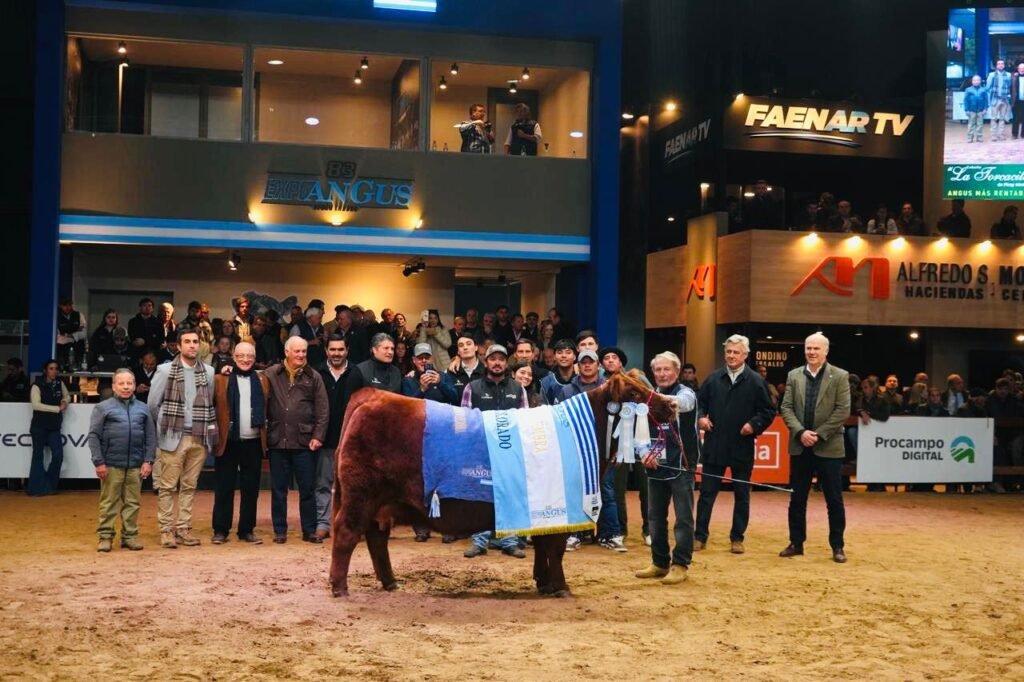 El toro colorado de La Juanita se consagró como Gran Campeón Macho Supremo en una de las juras más competitivas de la Expo Angus de Otoño.