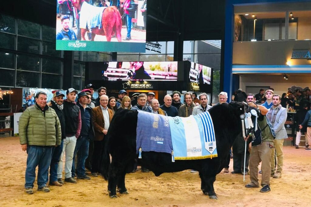 La definición de los grandes campeones supremos reunió a las principales cabañas del país y volvió a mostrar el enorme nivel de la genética Angus argentina.