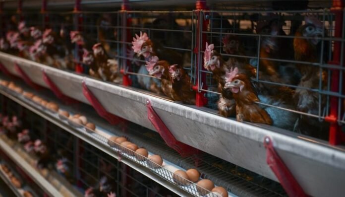 aves pollos huevos agricultura