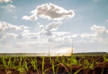 Clima, nutrición y brechas de rendimiento en cultivos de invierno: ¿Dónde enfocar la mirada?