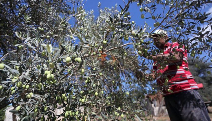 cosecha aceitunas