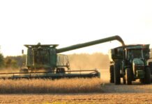 Soja, maíz y trigo: por qué la caída de los precios podría esconder las mejores oportunidades de la campaña 2026/27 La evolución de los precios internacionales, los stocks globales y la actividad de los fondos de inversión vuelven a condicionar las decisiones comerciales de productores y exportadores.