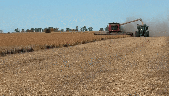cosechadora y tractor tolva