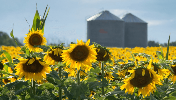 girasol acopio