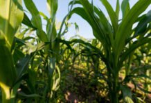Producción récord de maíz: La región núcleo superará las 20 millones de toneladas