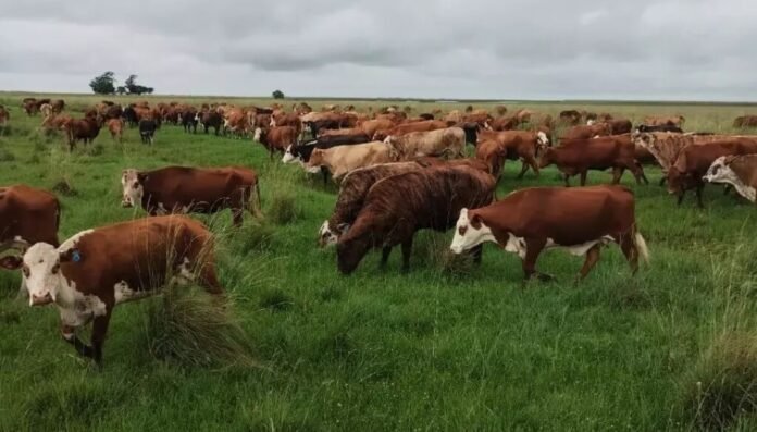 vacas