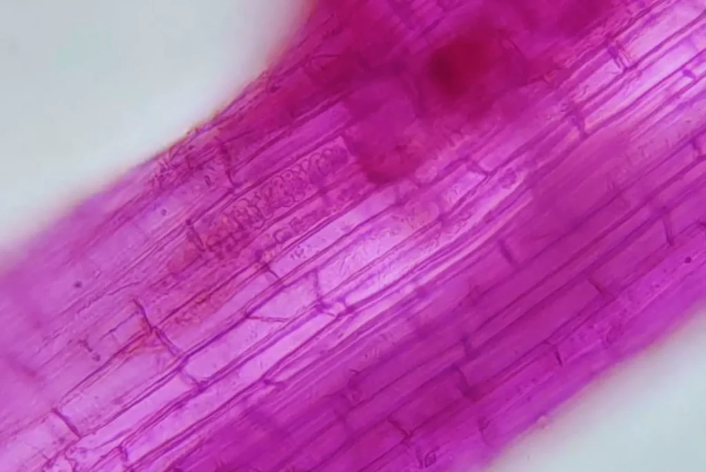 Un equipo de investigación integrado por especialistas de organismos nacionales e internacionales logró identificar en la Argentina al virus del mosaico necrótico del arroz (RNMV, por sus siglas en inglés), una enfermedad que hasta el momento solo había sido reportada en Japón.
