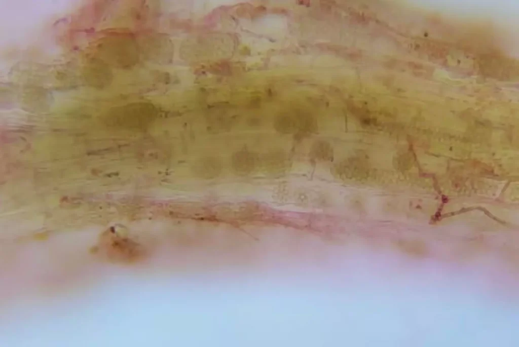Un equipo de investigación integrado por especialistas de organismos nacionales e internacionales logró identificar en la Argentina al virus del mosaico necrótico del arroz (RNMV, por sus siglas en inglés), una enfermedad que hasta el momento solo había sido reportada en Japón.