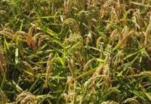 Identifican el virus del mosaico necrótico del arroz