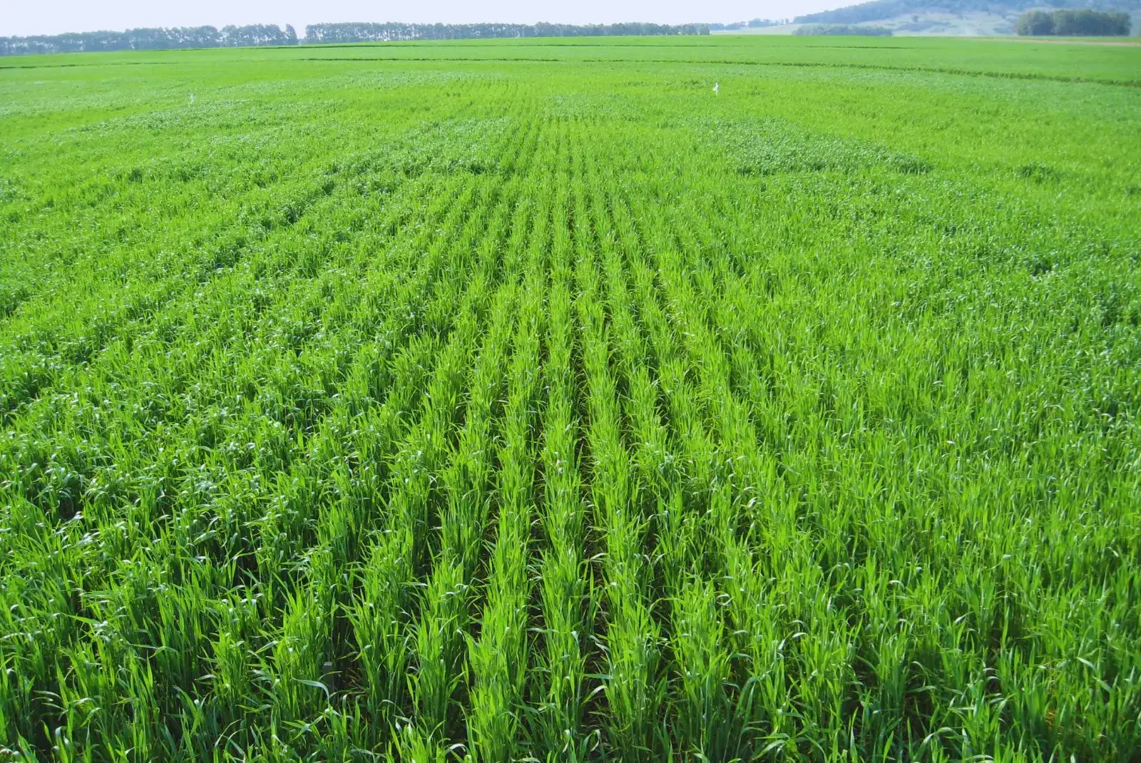 Trigo en crecimiento, manejo integrado de nutrición y suelo