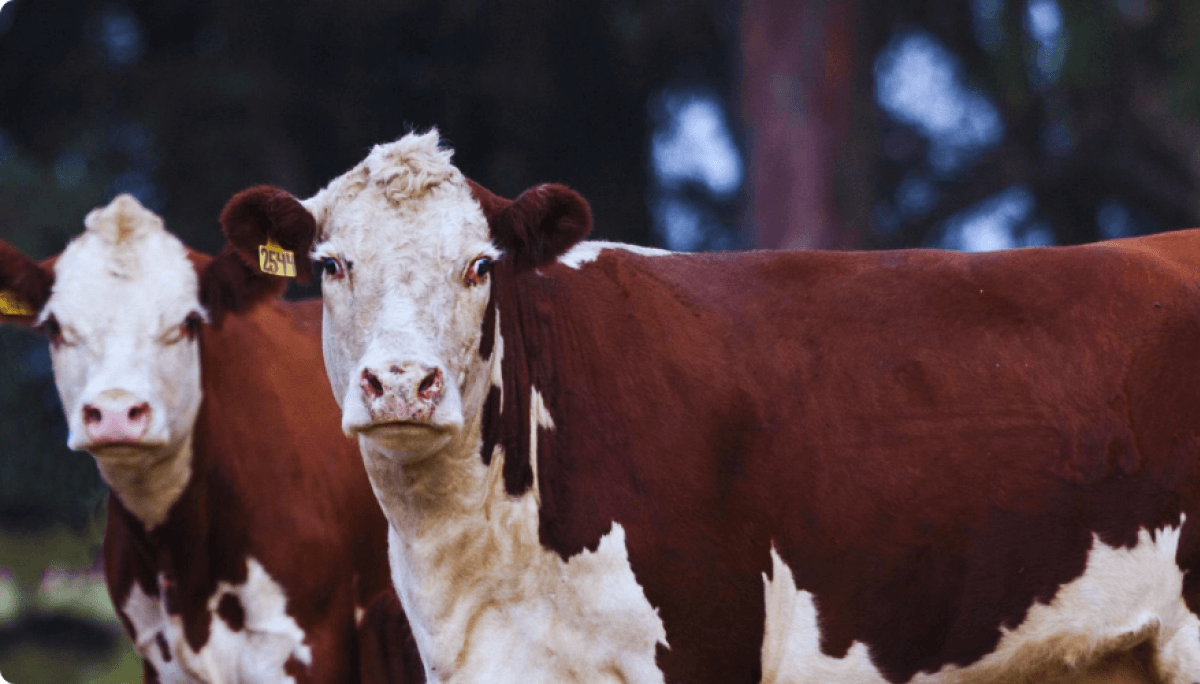 La carne certificada Hereford florece en los Caldenes, con trazabilidad desde el potrero hasta la mesa 1 Bovinos Hereford
