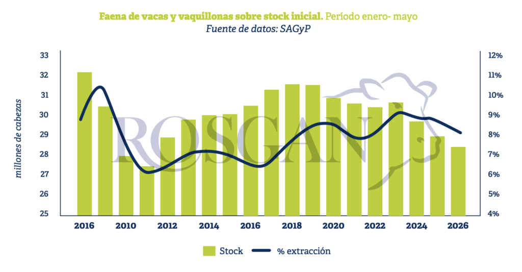 La faena de hembras es uno de los indicadores más observados para anticipar cambios en el ciclo ganadero, ya que permite detectar señales tempranas sobre procesos de expansión, estabilización o liquidación del stock.