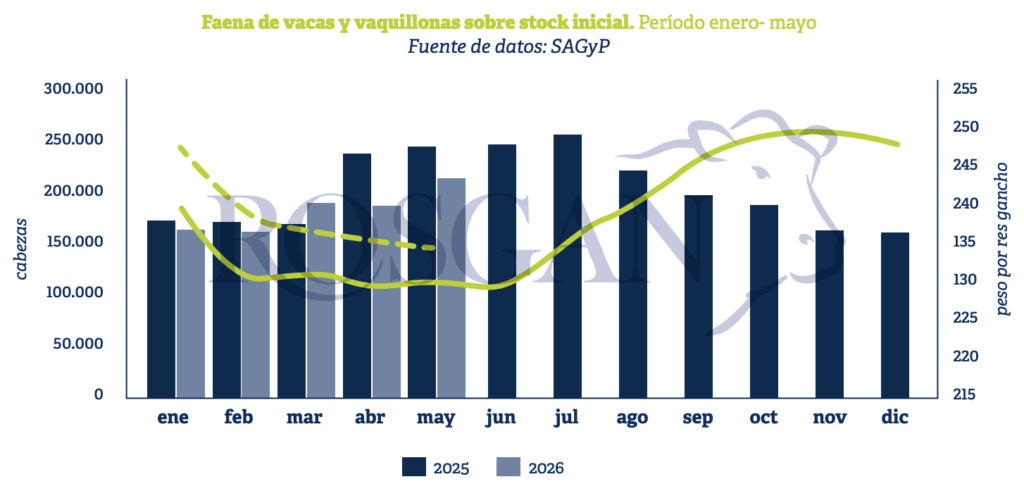 La faena de hembras es uno de los indicadores más observados para anticipar cambios en el ciclo ganadero, ya que permite detectar señales tempranas sobre procesos de expansión, estabilización o liquidación del stock.