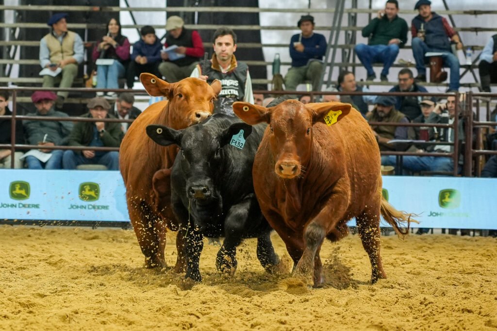 Con récord de participación, excelencia en las pistas de jura y sólido respaldo institucional, la exposición se consolidó nuevamente como uno de los eventos ganaderos más relevantes del país y la región.