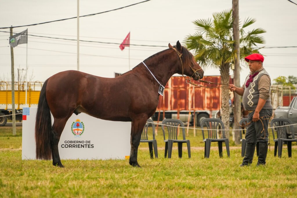 Con récord de participación, excelencia en las juras y sólido respaldo institucional, la exposición volvió a consolidarse como uno de los encuentros ganaderos más relevantes del país y la región.