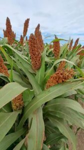 Más allá de la coyuntura generada por la chicharrita, el crecimiento del sorgo responde cada vez más a una combinación de factores agronómicos y comerciales. Menor exposición al riesgo sanitario, costos competitivos, buena adaptación a ambiente srestrictivos y una demanda exportadora consolidada.