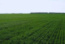 La salud del suelo: Clave para mejorar rindes y calidad de grano
