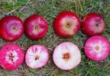 Evalúan el comportamiento productivo de manzanas de pulpa roja en el Alto Valle