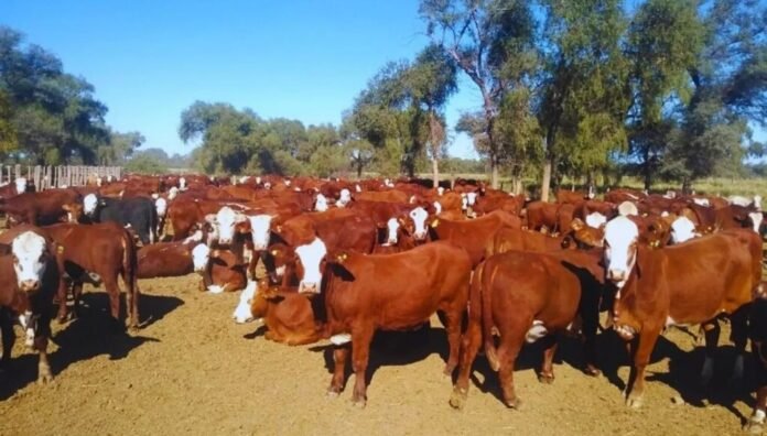 Prenez cria bovina 3