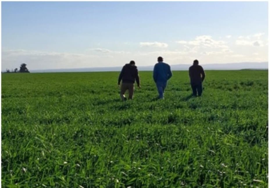 En trigo, la nutrición desde el arranque se transforma en un método de precisión