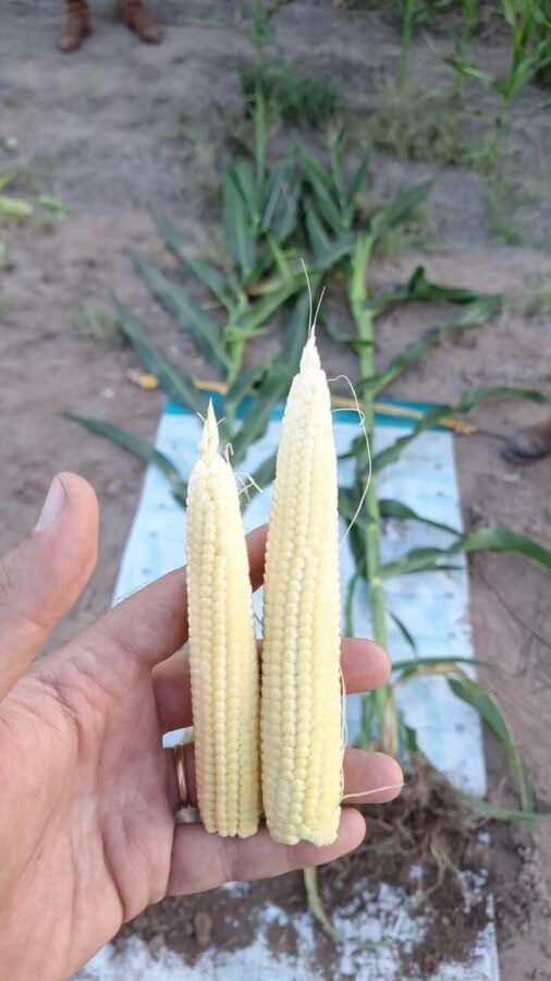 Maíz: tratado con zinc, un plus de rendimiento del 16% y protección contra la chicharrita 2 Maíz tratado con zinc 2