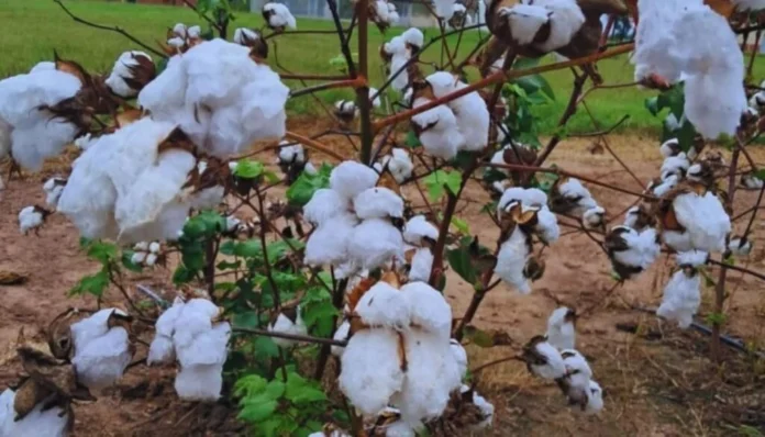 Planta de algodón con cápsulas abiertas