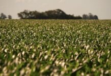 ¿Es un “game changer” la nueva baja de la urea para el trigo y el maíz en la región?