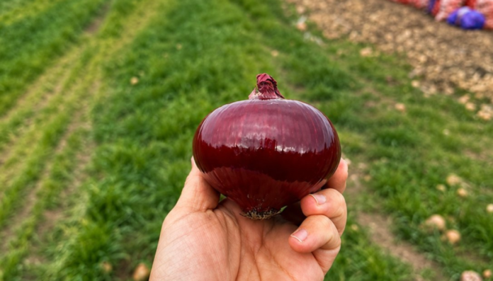 cebolla morada