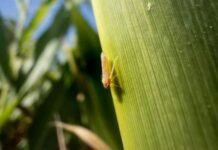 La chicharrita retrocede, pero persiste en zonas endémicas