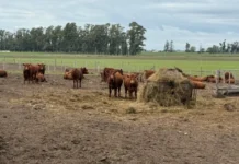 Jornada sobre «Genética y recría para maximizar carne y conversión»