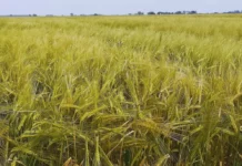 Avances genéticos consolidan el futuro maltero de la cebada