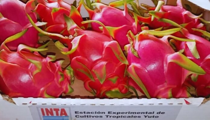 inta 1