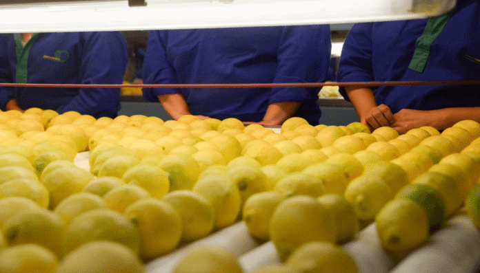 limones industria sagyp