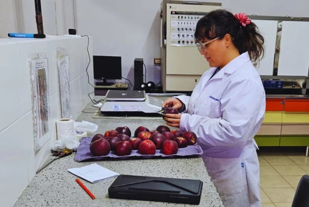 Especialistas del INTA analizan la adaptación agronómica, la calidad de fruta y la respuesta fenológica de materiales genéticos innovadores en el norte de la Patagonia.