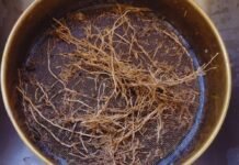 Raíces, la base oculta de la producción forrajera