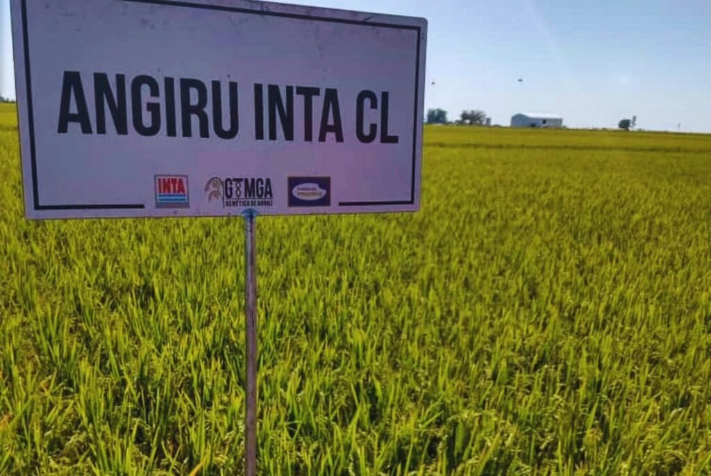 Un estudio liderado por especialistas del INTA Corrientes y del INTA Concepción del Uruguay —Entre Ríos— demostró que una adecuada fertilización nitrogenada en el cultivar Angirú INTA CL permitió superar los 11.000 kilos por hectárea y mejorar la eficiencia en el uso del nitrógeno.