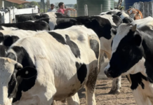 Jornada sobre producción de carne Holando en Santa Fe