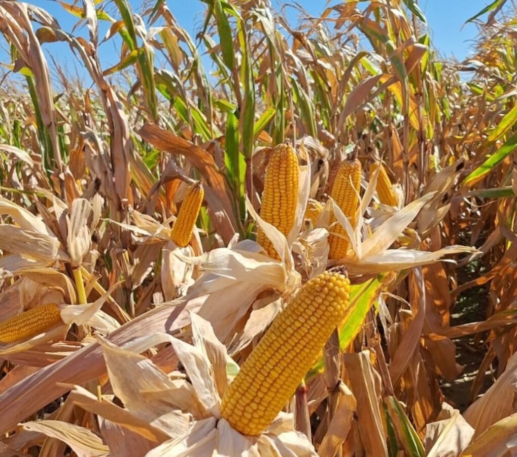 La marca de maíz de GDM participará con un espacio propio en uno de los principales encuentros técnicos del agro argentino, presentando su oferta completa de materiales adaptados a distintas regiones, ambientes y estrategias de manejo.