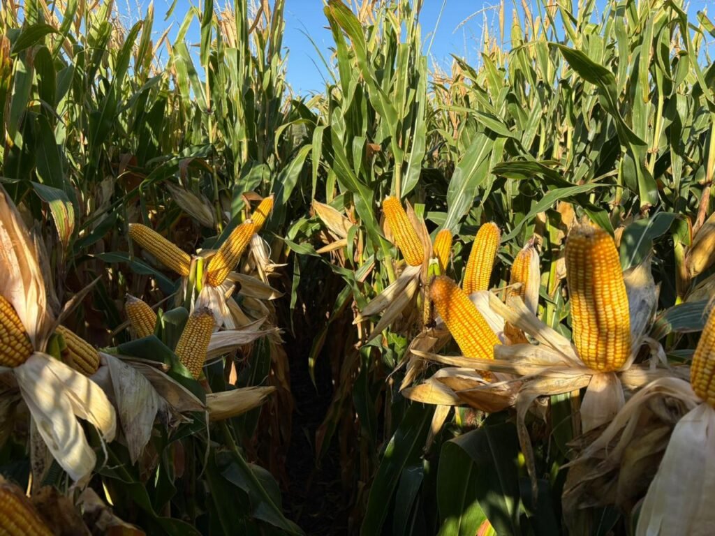 Experiencias y desafíos de una región cuyo potencial la convierte en una de las grandes promesas agrícolas del país, comparable con el cinturón maicero de Estados Unidos. Anticipamos uno de los paneles del Congreso Aapresid, con la fuerza de Expoagro, del 4 al 6 de agosto en Rosario.